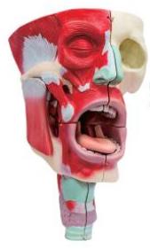 鼻、口、咽喉腔分解模型